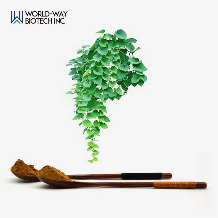 Ivy Extract Powder Ivy Extract Powder